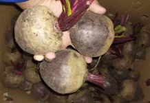 Jarang Dikonsumsi, Buah Bitroot Punya Banyak Manfaat