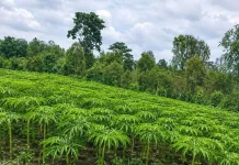 Budidaya Porang, Peluang Usaha Menjanjikan bagi Petani