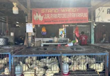 Harga Ayam Potong Naik jelang Lebaran, Omset Pedagang Ikut Naik