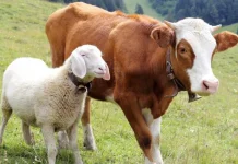 Hukum Kurban: Kambing Satu Keluarga, Sapi Boleh Patungan Tujuh Orang