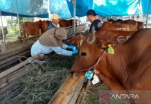 Sebanyak 3.921 Hewan Kurban Akan Disembelih di Sulbar pada Idul Adha Tahun Ini
