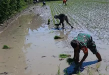 Dukung Swasembada Pangan, Babinsa dan Petani Tanam Padi di Wonomulyo.