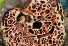 Tujuh Manfaat Sarang Semut untuk Kesehatan Tubuh yang Jarang Diketahui