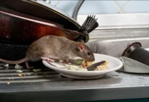 Waspada Hantavirus: Gejala Awal yang Sering Diabaikan