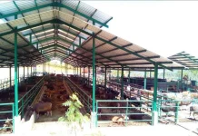 Sebanyak 4.082 Hewan Ternak Asal Sulbar Dikirim ke Kalimantan untuk Kurban