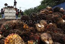 Harga TBS Rendah, DPRD Sulbar Nilai Perusahaan Sawit Langgar Aturan