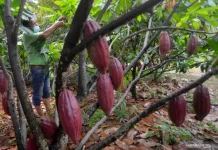Nilai Tukar Petani Sulbar Naik, Daya Beli Semakin Membaik