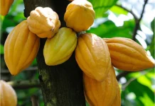 Daftar Harga Komoditas Perkebunan Sulbar Pekan Pertama Juni 2026
