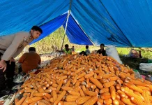 Dukung Ketahanan Pangan, Polres Mamasa Dampingi Petani Panen Jagung