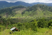 Pemprov Sulbar Pangkas 20 persen Luas Hutan Lindung lewat Revisi RTRW