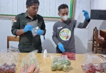 Dukung MBG, Dinas Pangan Sulbar Lakukan Uji Sampel PSAT di Polman dan Mamasa