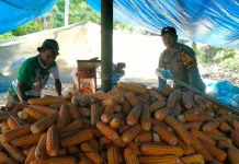 Dukung Ketahanan Pangan, Polsek Mamasa Pantau Panen Jagung Warga Desa Bambapuang
