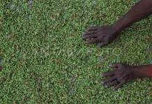 Harga Komoditas Perkebunan Sulbar Akhir Juni 2026