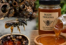 Mengenal Madu Trigona dan Manfaatnya bagi Tubuh