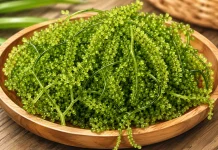 Lawi-Lawi, Rumput Laut Favorit