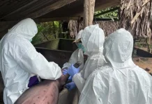 Deman Babi Afrika Mengancam, Peternak di Sulbar Diminta Laporkan Kematian Babi