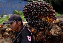 Harga TBS Kelapa Sawit Pekebun Mitra Sulbar Mengalami Kenaikan