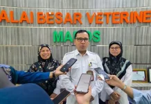 Balai Besar Veteriner Maros Imbau Peternak Waspadai Babi Murah