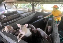 Peternak Babi di Sulbar Diminta Perketat Biosekuriti Deman Babi Afrika