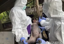 Demam Babi Afrika Tidak Menular ke Manusia