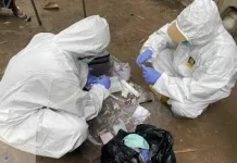 Kasus ASF di Polman Terkendali, Belum Ada Laporan Baru