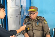 Satpol PP Mamuju Rencana Tertibkan Sapi Liar di Kawasan Permukiman