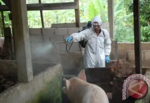 DTPHP Sulbar Minta Peternak Babi Waspadai Virus Flu Babi Afrika