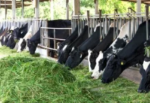 Mahasiswa UGM Perkenalkan Rumput Gama Umami Atasi Masalah Pakan Ternak