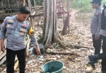Polisi Gerebek Arena Sabung Ayam di Tapalang