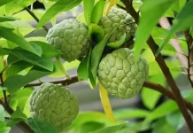 Serikaya, Buah Tropis Kaya Nutrisi yang Baik untuk Kesehatan