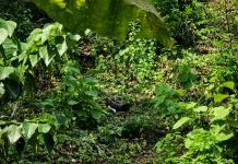 Terancam Punah, Burung Maleo Hanya Tinggal 8 Pasang di Mamuju