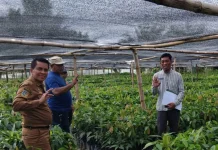 Jamin Mutu Benih, Disbun Sulbar Awasi Pembibitan Kakao di Pasangkayu
