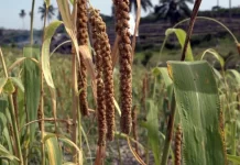 Kemarau Panjang, BMKG Sarankan Petani Sulbar Pilih Varietas Tahan Kering