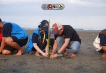 Mahasiswa KKN UGM Tanam 500 Mangrove di Pantai Gonda Campalagian