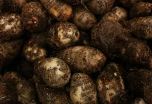 Tips Cara Mengolah Kimpul agar Bebas dari Rasa Gatal