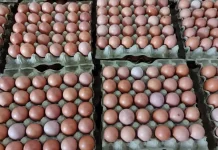 Strategi UMKM Mamuju Hadapi Fluktuasi Harga Bahan Baku