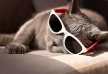 Tak Hanya Lucu, Tujuh Ras Kucing Ini Punya Karakteristik Menarik, Simak Faktanya!