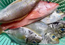 Cara Memilih Ikan Segar agar Aman dan Berkualitas