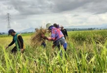 Walhi: 80 Persen Sawah di Polman Terancam Gagal Panen