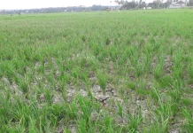 Walhi Sulbar : 3.141 Hektare Sawah di Sulbar Terdampak Kekeringan