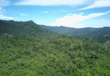 Walhi Sulbar Sebut Semua Titik Karhutla Berada di Kawasan Hutan