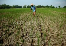 Sebanyak 3 Ribu Hektar Sawah di Sulbar Kekeringan akibat Kemarau Panjang