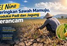 Kekeringan Landa Mamuju, Produksi Padi dan Jagung Berpotensi Menurun