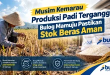 Produksi Terganggu akibat Kemarau, Bulog Mamuju Jamin Stok Beras Aman