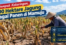 Dampak Kekeringan, 200 Hektare Jagung Gagal Panen di Mamuju
