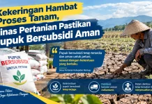 Kekeringan Hambat Proses Tanam, Dinas Pertanian Pastikan Pupuk Bersubsidi Aman