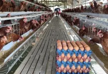 Dinas Pangan Sulbar Dorong Peningkatan Produksi Peternak Lokal
