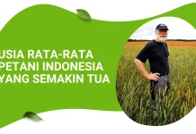Krisis Senyap Pangan: Usia Petani Indonesia Kian Menua, Regenerasi Nyaris Terhenti