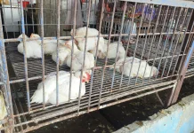 Harga Ayam Potong di Pasar Baru Mamuju Naik, Bobot Menyusut