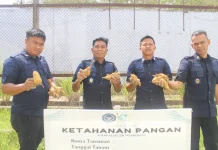 Dukung Ketahanan Pangan, Rutan Kelas IIB Pasangkayu Sukses Panen Ubi Cilembu